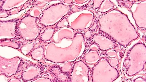 Histologie des menschlichen Gewebes Histologie des menschlichen Gewebes