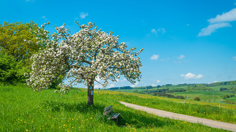 Eine grüne Wiese mit Obstbaum, Bank und Wanderweg